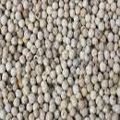 White pepper